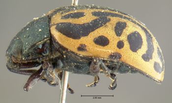 Media type: image;   Entomology 22199 Aspect: habitus lateral view